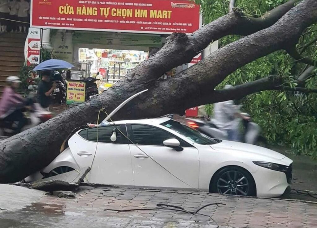 xe ô tô bị cây đổ có được bảo hiểm bồi thường không